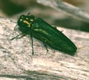 Adult agrilus male.